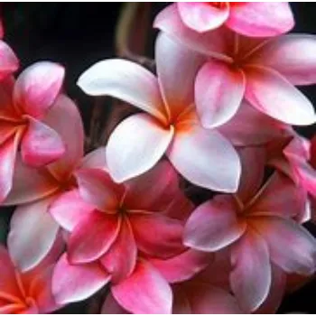Tropical Flower