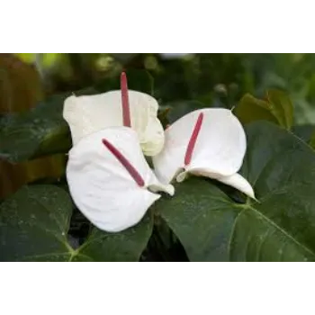 Fresh Tropical Flowers