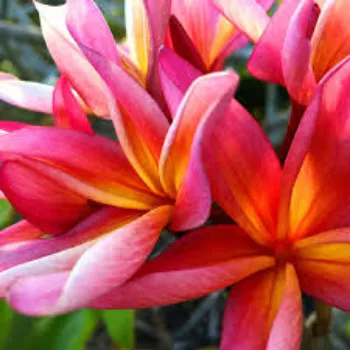 Natural Tropical Flowers