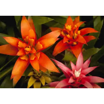 Organic Tropical Flowers