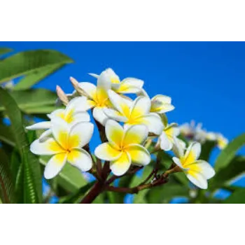 Fresh Tropical Flowers