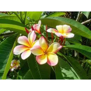 Fresh Tropical Flowers