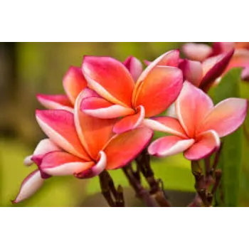 Fresh Tropical Flower