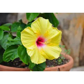 Organic Tropical Flowers