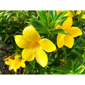 Natural Tropical Flowers