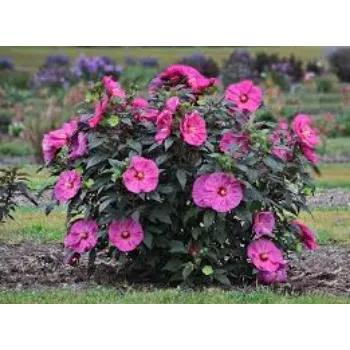 Natural Tropical Flowers