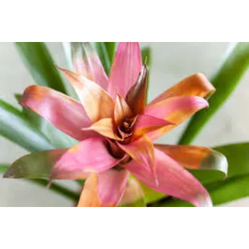 Fresh Tropical Flower