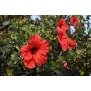 Common Tropical Flower