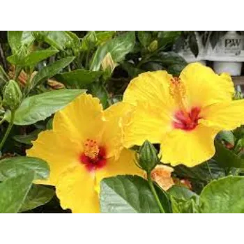 Natural Fresh Tropical Flower