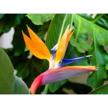 Organic Tropical Flowers