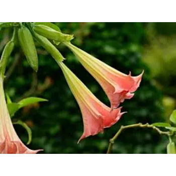 Natural Tropical Flower
