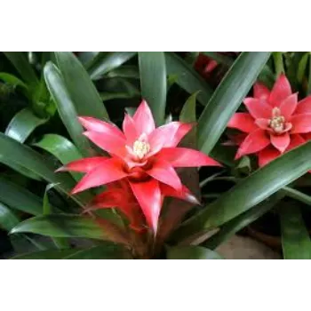 Fresh Tropical Flowers