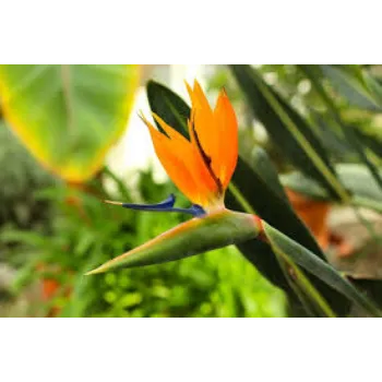 Natural Tropical Flowers