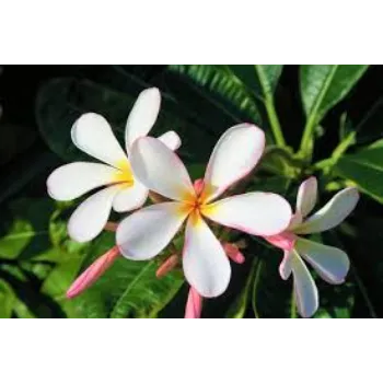 Fresh Tropical Flower