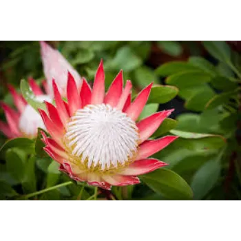 Fresh Tropical Flowers