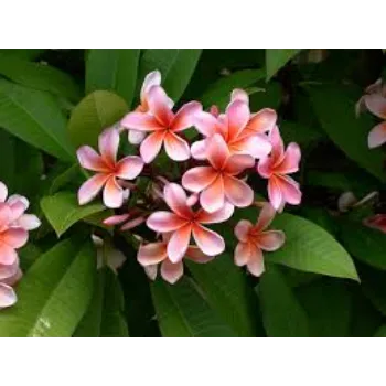 Natural Tropical Flower