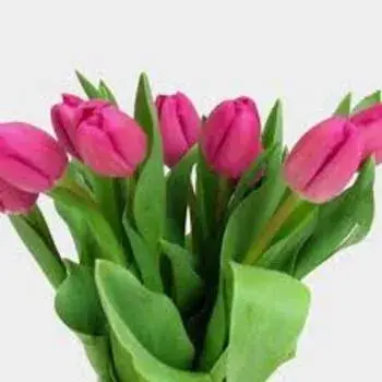 Tulip Flower Dark Pink Manufacturer