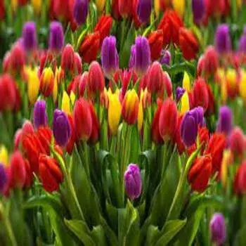 Tulip Flower All Colour Exporter
