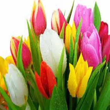 Tulip Flower All Colour Manufacturer