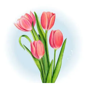 RAJESWARI NURSERY Tulip Flower