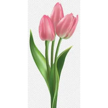 Fresh Tulip Flower