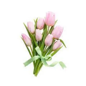  Tulip Flower