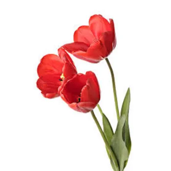 FRESH Tulip Flower