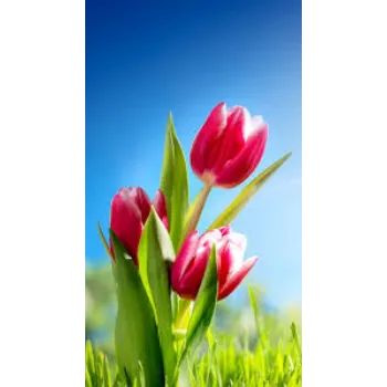 Fresh Tulip Flower