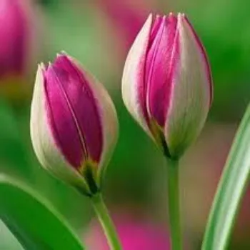Fresh Tulip Flower