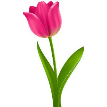 Fresh Tulip Flower