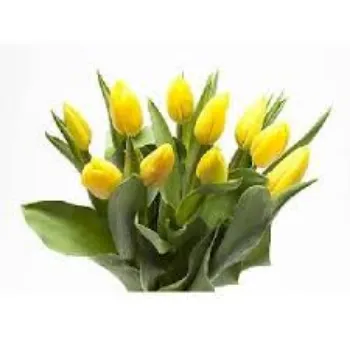 Fresh Tulip Flower