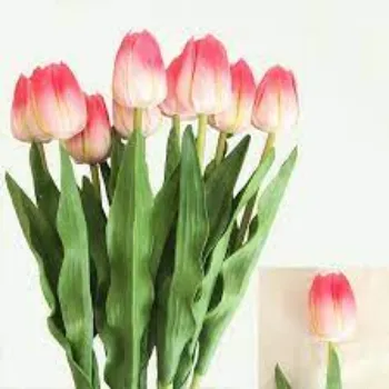 Fresh Tulip Flower