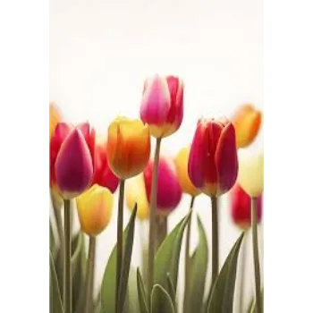  Tulip Flower