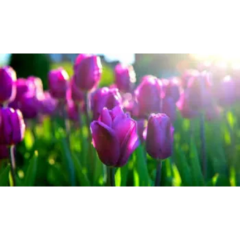 Fresh Tulip Flower