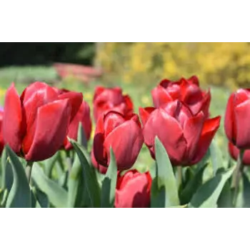 Fresh Tulip Flower