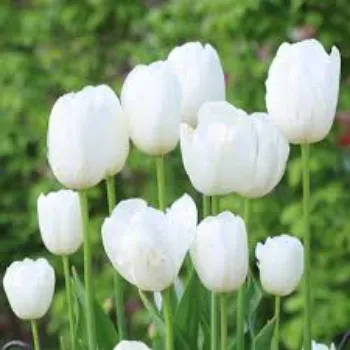 Natural Tulip Flower