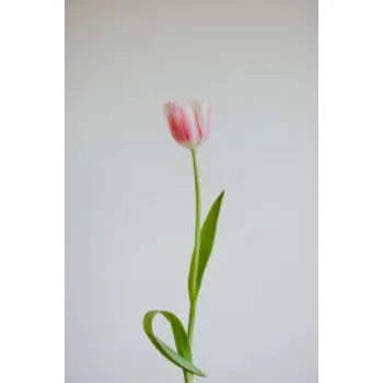 Organic Tulip Flower