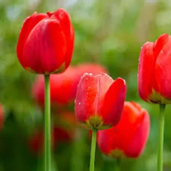 Natural Tulip Flower Exporters
