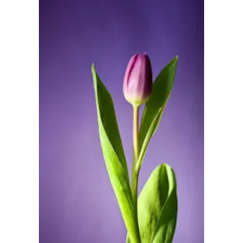 Tulip Flower
