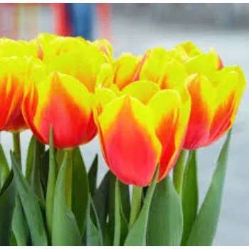 Natural  Tulip Flower