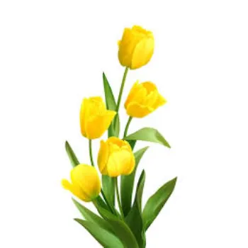 Natural  Tulip Flower