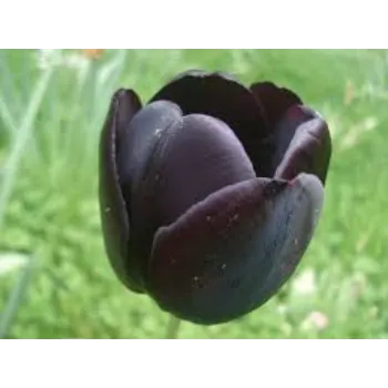  Tulip Flower