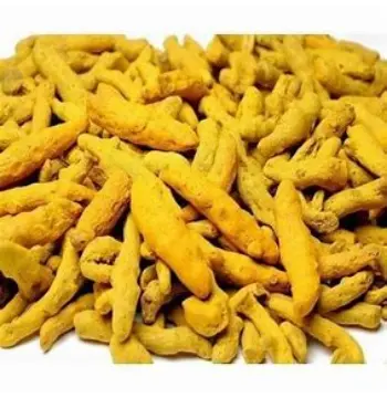 Fresh Turmeric Finger Manufacturer