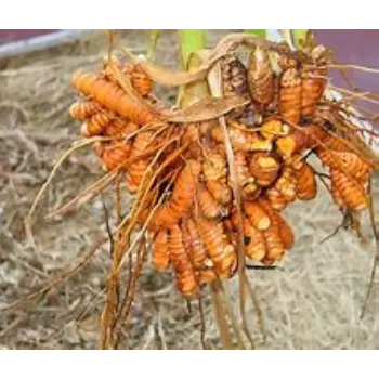 Natural Organic Turmeric Roots Manufacturer