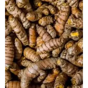 Turmeric Roots Manufacturer
