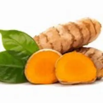Common Turmeric Roots Wholesaler