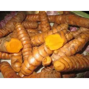 Organic Turmeric Roots Supplier