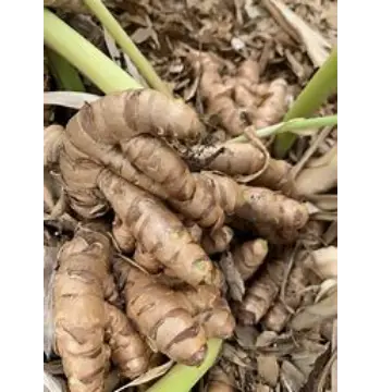  Natural Turmeric Roots Manufacturer