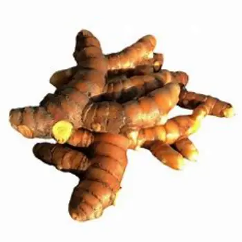 Common Turmeric Roots