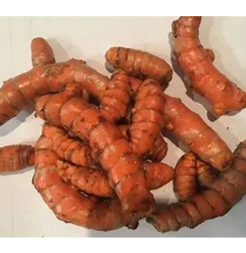 Fresh Turmeric Roots Supplier
